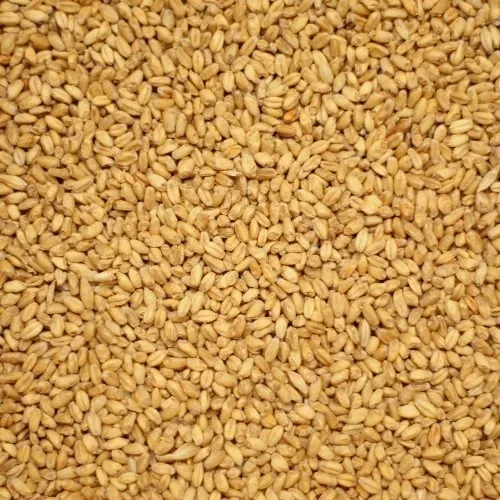 Wheat Malt (Mallokup Malt)