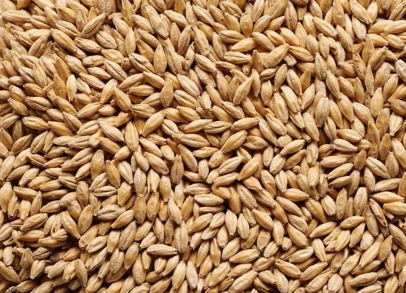 Chit Malt