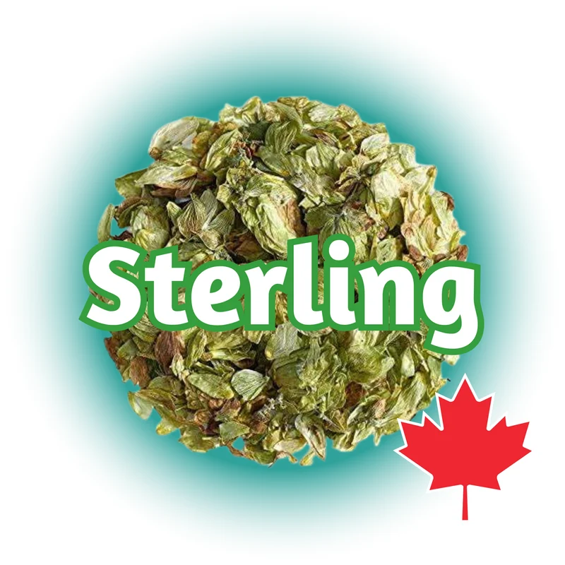 Sterling BC Whole Cone