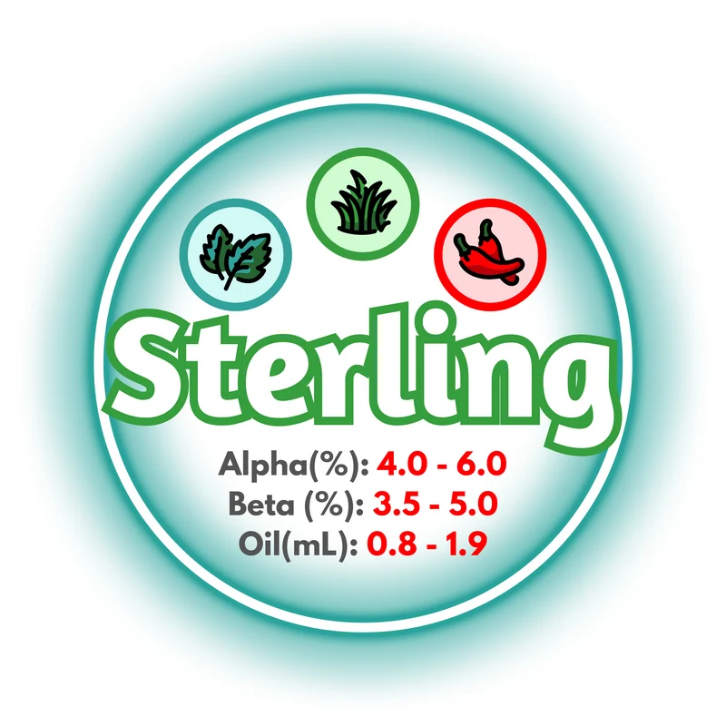 Sterling BC Whole Cone