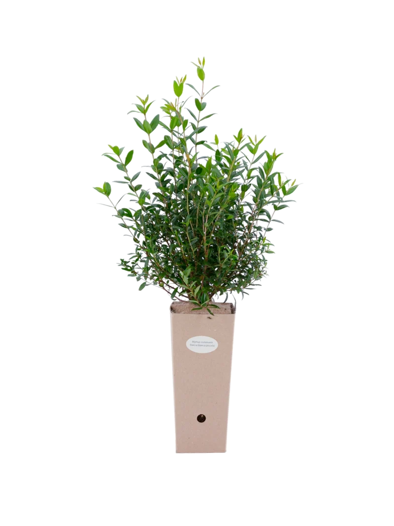 Myrtus communis (Bacca bianca piccola)