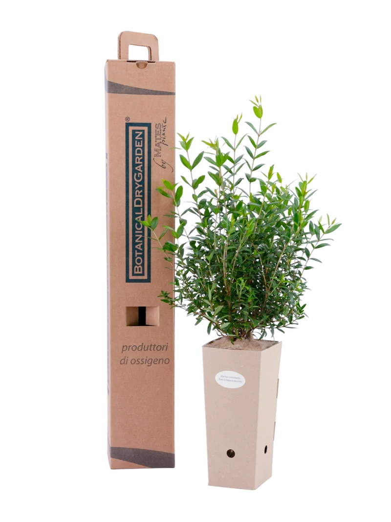 Myrtus communis (Bacca bianca grande)