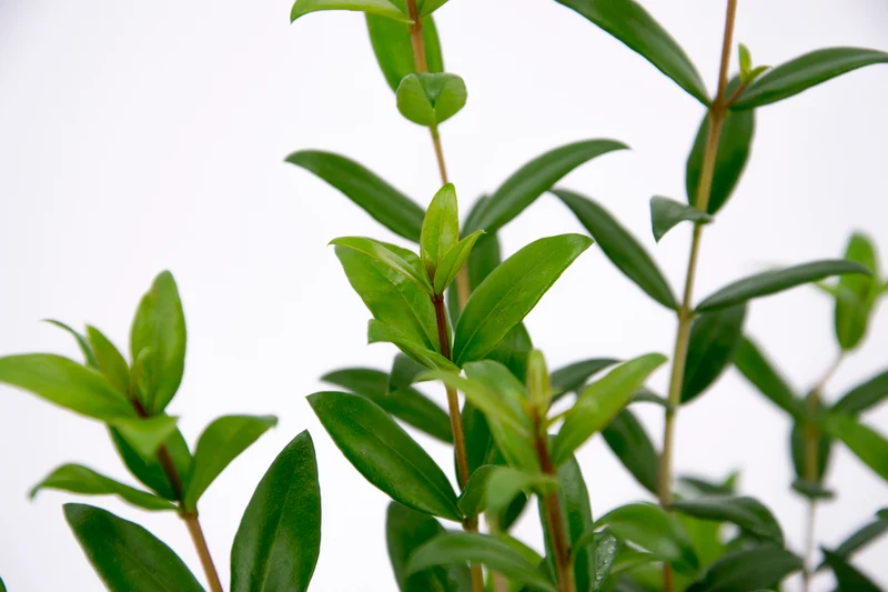 Myrtus communis (Bacca bianca grande)
