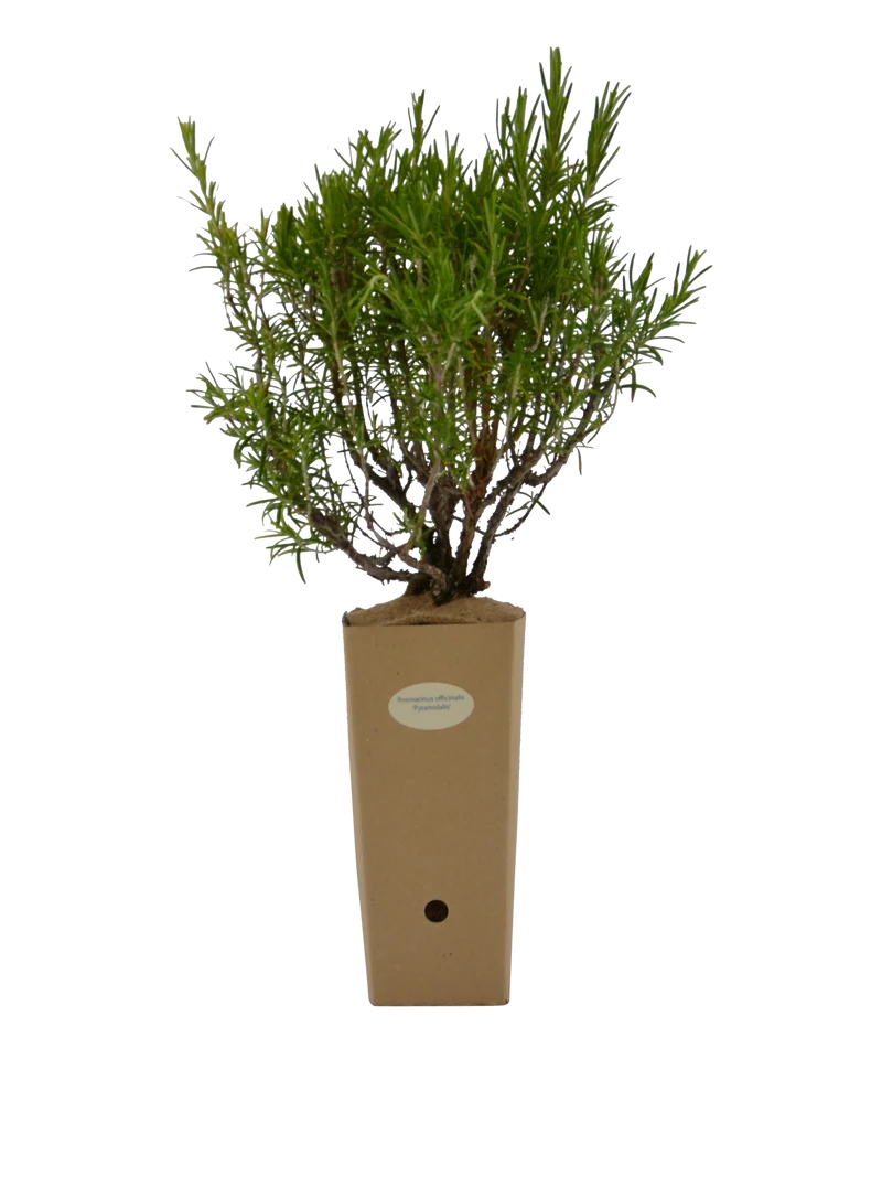 Rosmarinus officinalis - Omaggio (Valido solo per ordini superiori ai 150€)