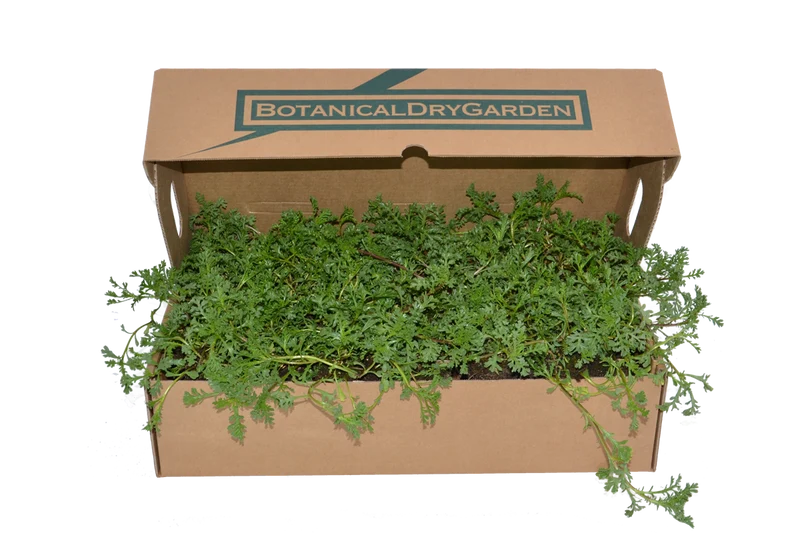 Prato di Anthemis maritima