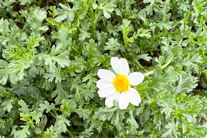 Prato di Anthemis maritima
