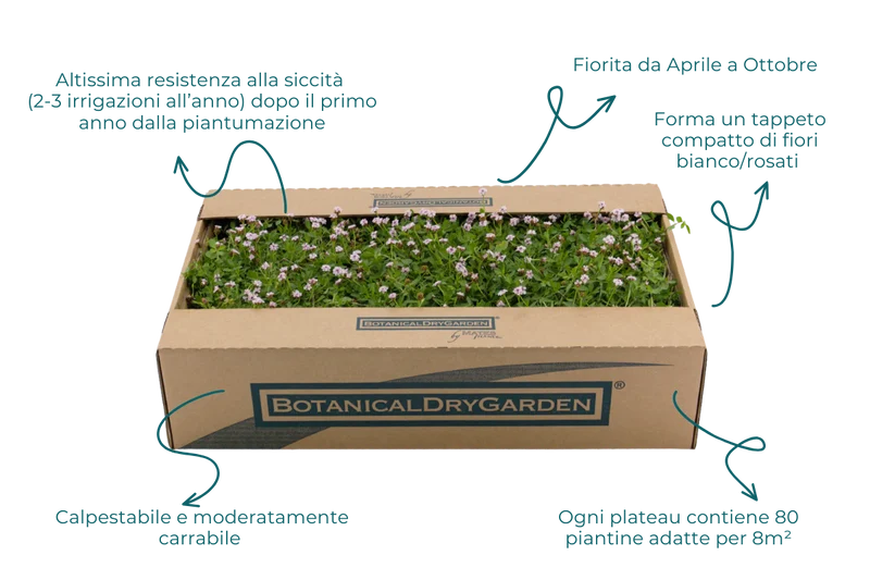 Prato di Lippia nodiflora var. canescens