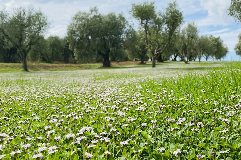 Prato di Lippia nodiflora var. canescens