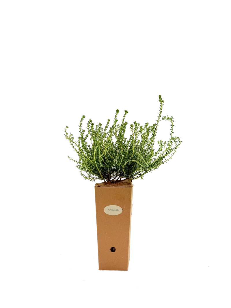 Phylica ericoides