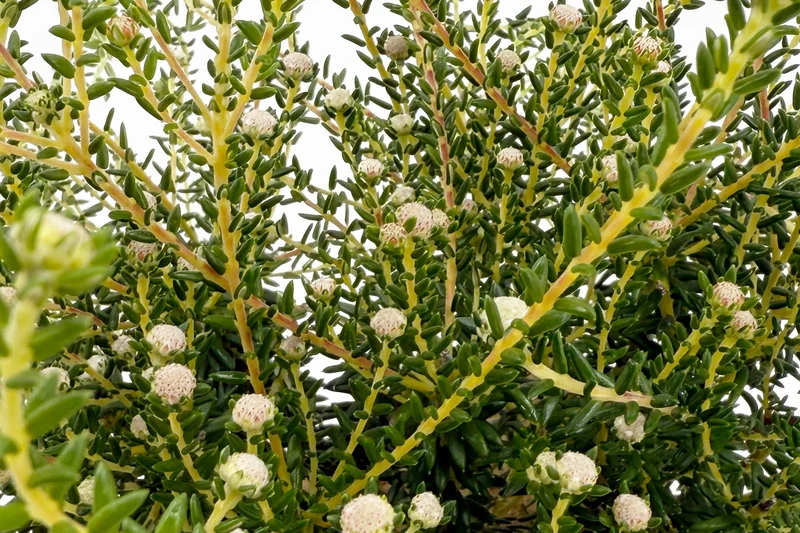 Phylica ericoides