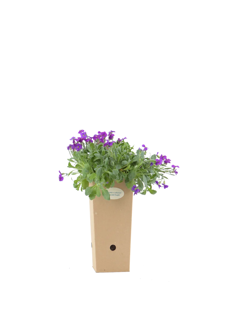 Aubrieta x cultorum ‘Cascade Purple’