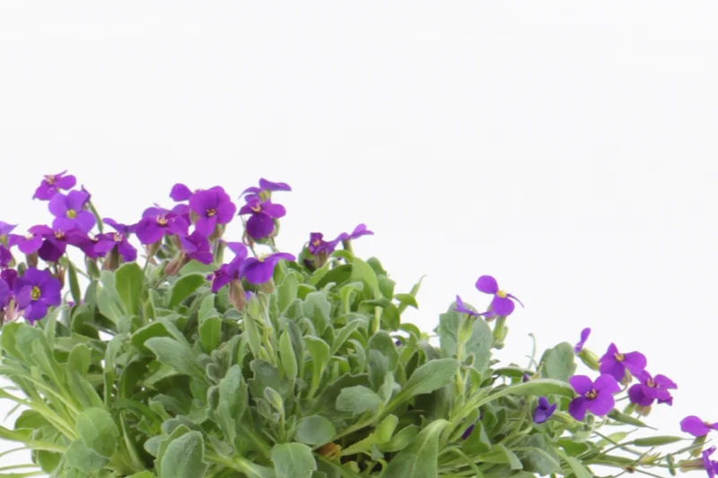 Aubrieta x cultorum ‘Cascade Purple’