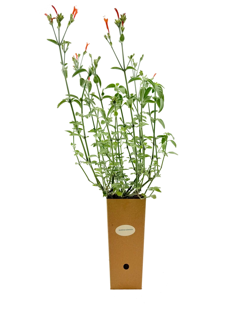Jacobinia suberecta