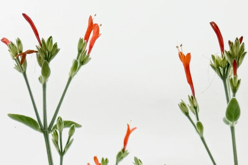 Jacobinia suberecta