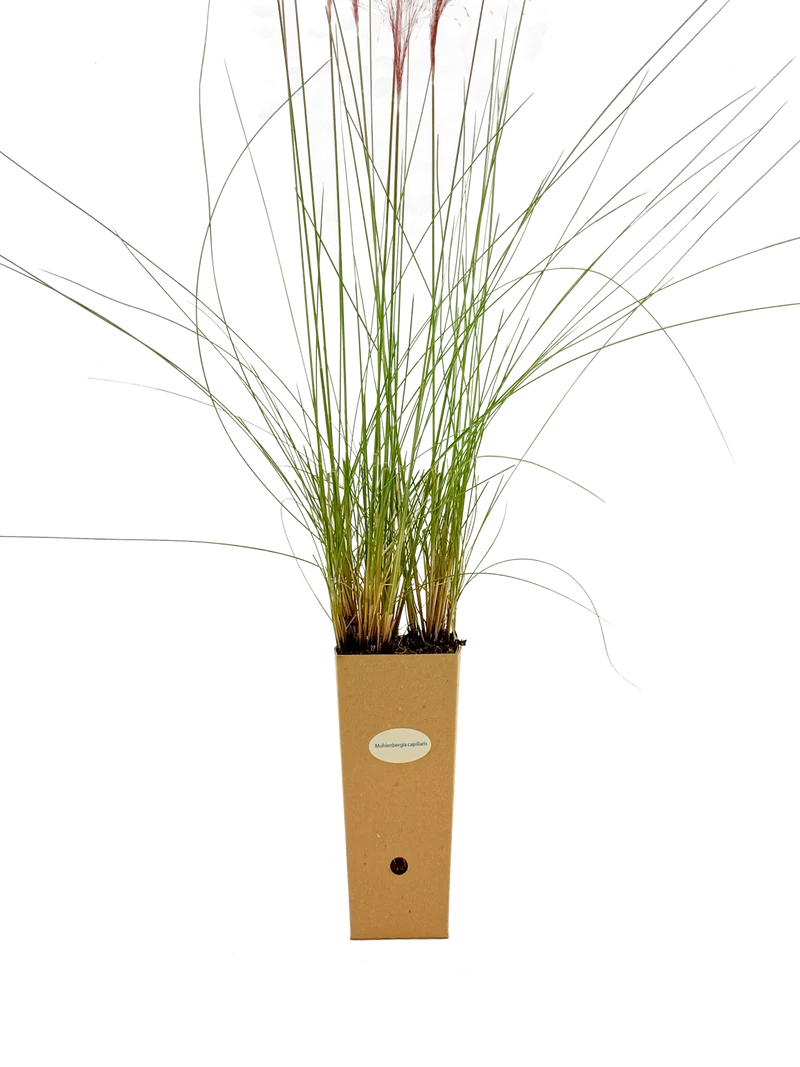 Muhlenbergia capillaris