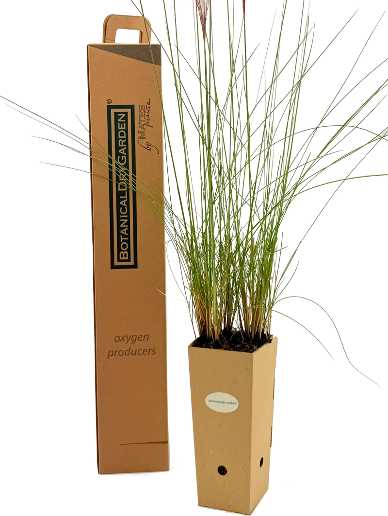 Muhlenbergia capillaris