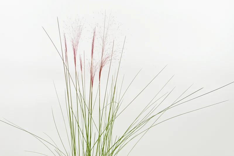 Muhlenbergia capillaris