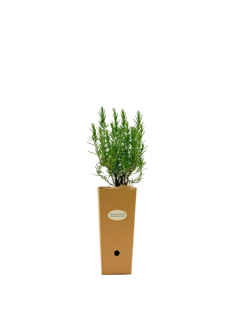 Rosmarinus officinalis 'Duna di Roccamare'