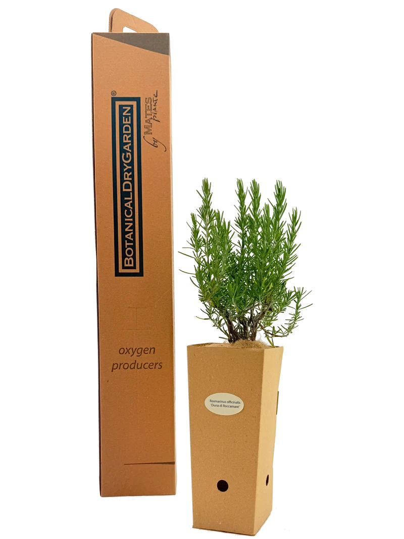 Rosmarinus officinalis 'Duna di Roccamare'