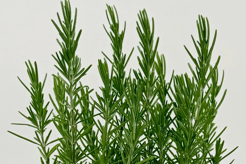 Rosmarinus officinalis 'Duna di Roccamare'