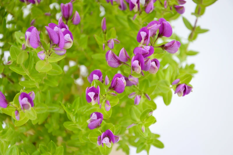 Polygala myrtifolia x oppositifolia 'Bibi Pink'®