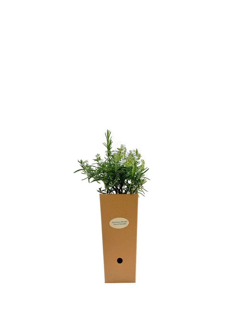 Rosmarinus officinalis 'Duna di Giannella'
