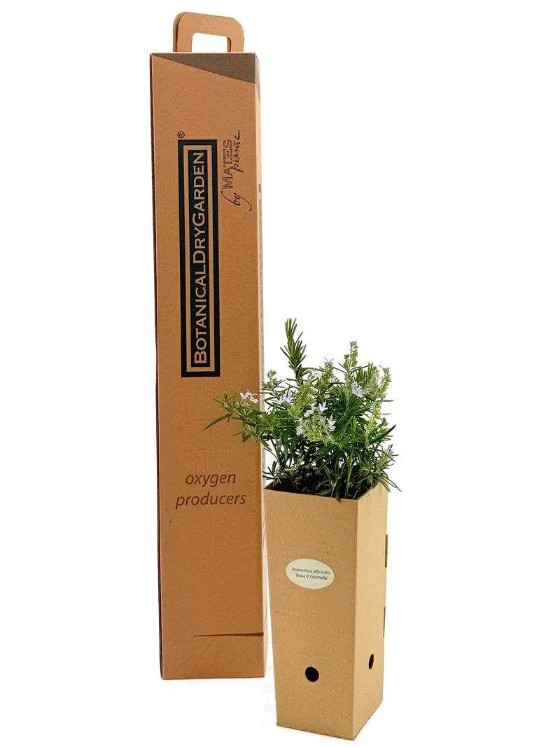 Rosmarinus officinalis 'Duna di Giannella'