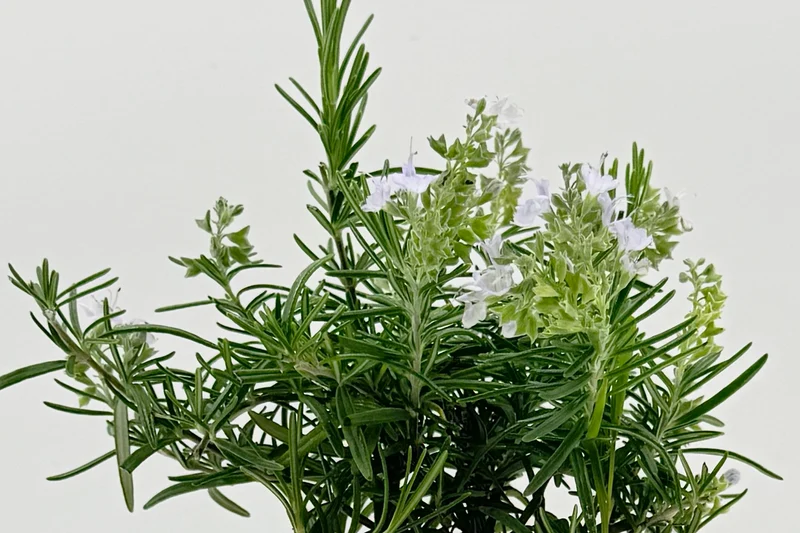 Rosmarinus officinalis 'Duna di Giannella'