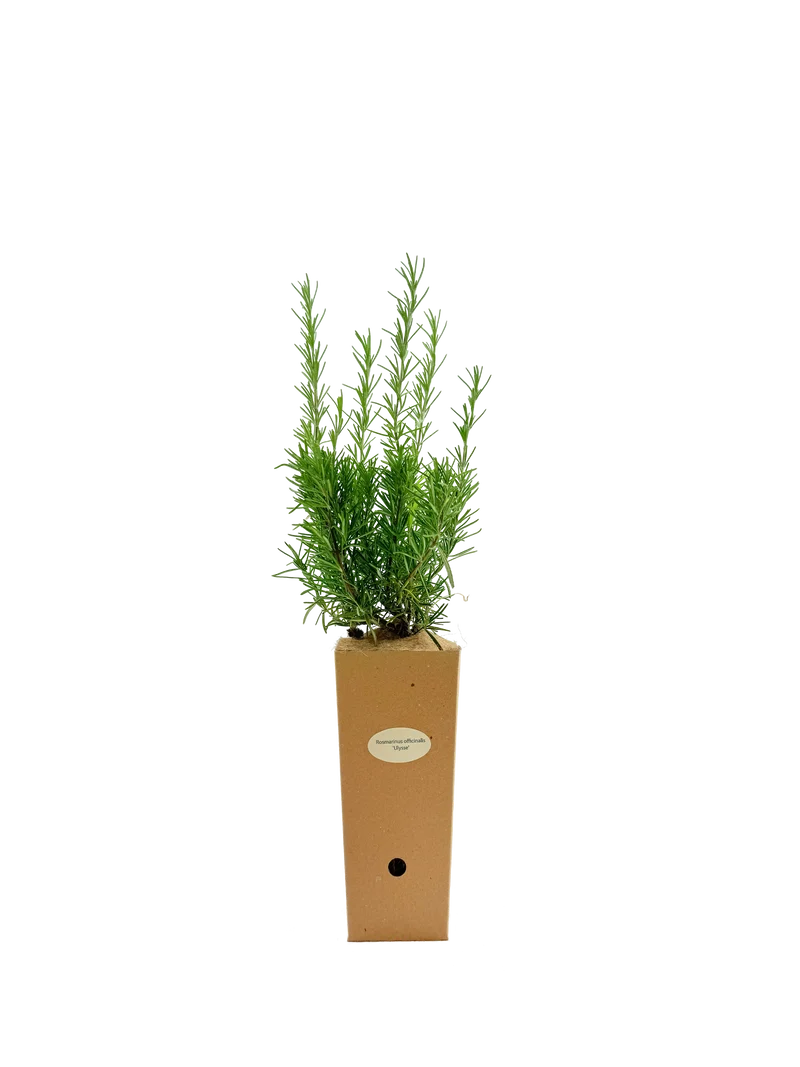 Rosmarinus officinalis 'Ulysse'