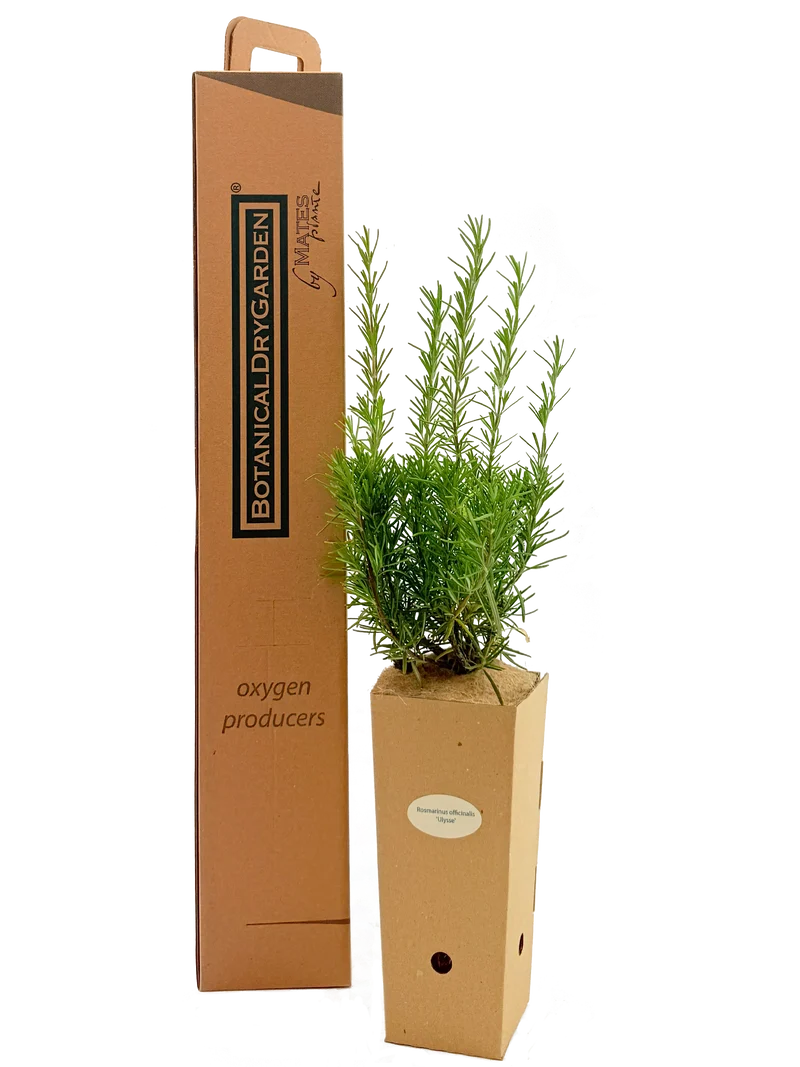 Rosmarinus officinalis 'Ulysse'