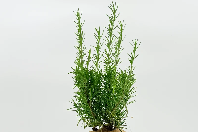 Rosmarinus officinalis 'Ulysse'