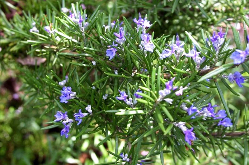 Rosmarinus officinalis 'Ulysse'
