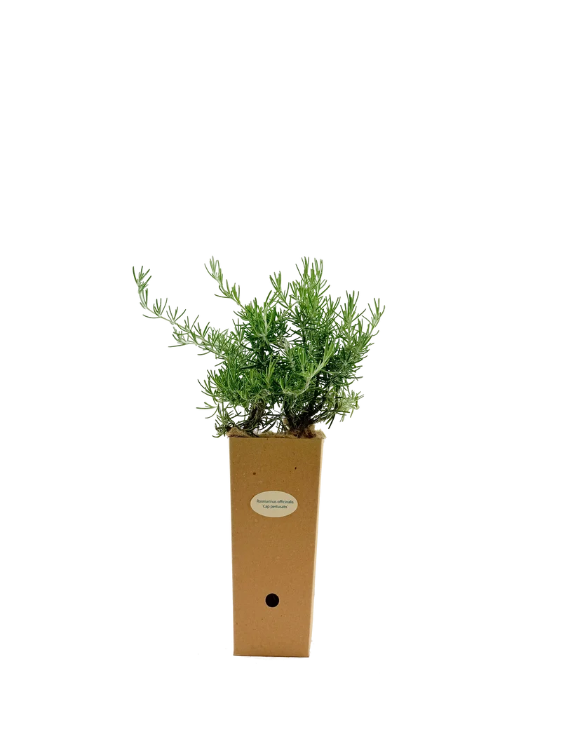 Rosmarinus officinalis `Cap pertusato`