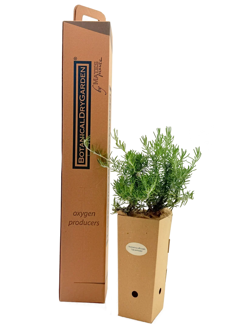 Rosmarinus officinalis `Cap pertusato`
