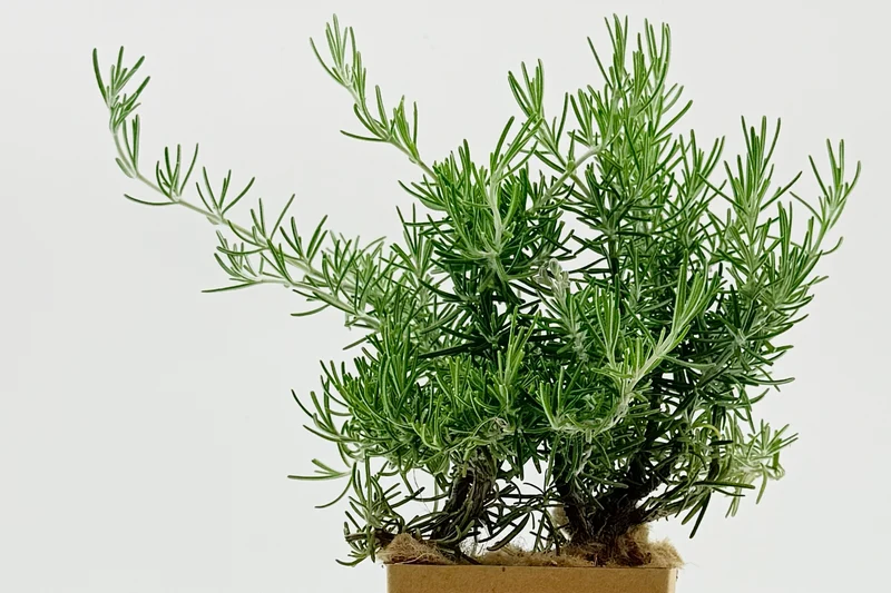 Rosmarinus officinalis `Cap pertusato`