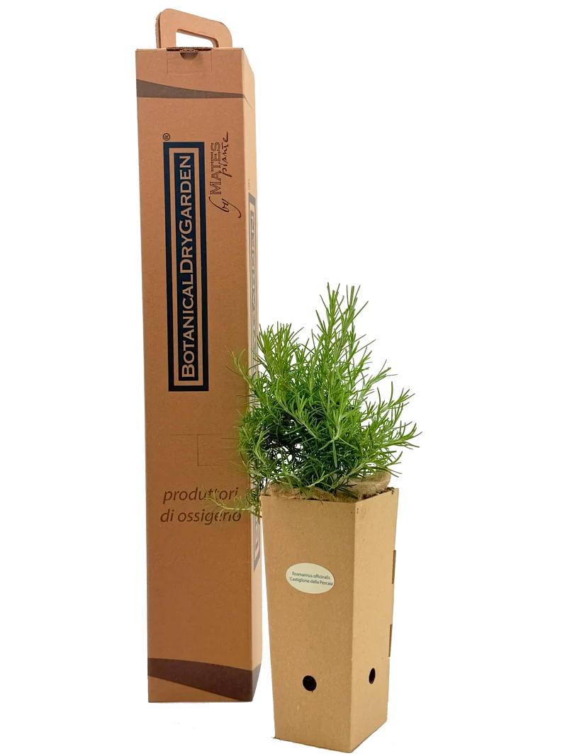 Rosmarinus officinalis 'Castiglione della Pescaia'