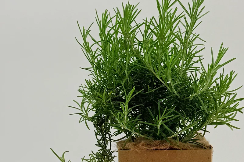 Rosmarinus officinalis 'Castiglione della Pescaia'