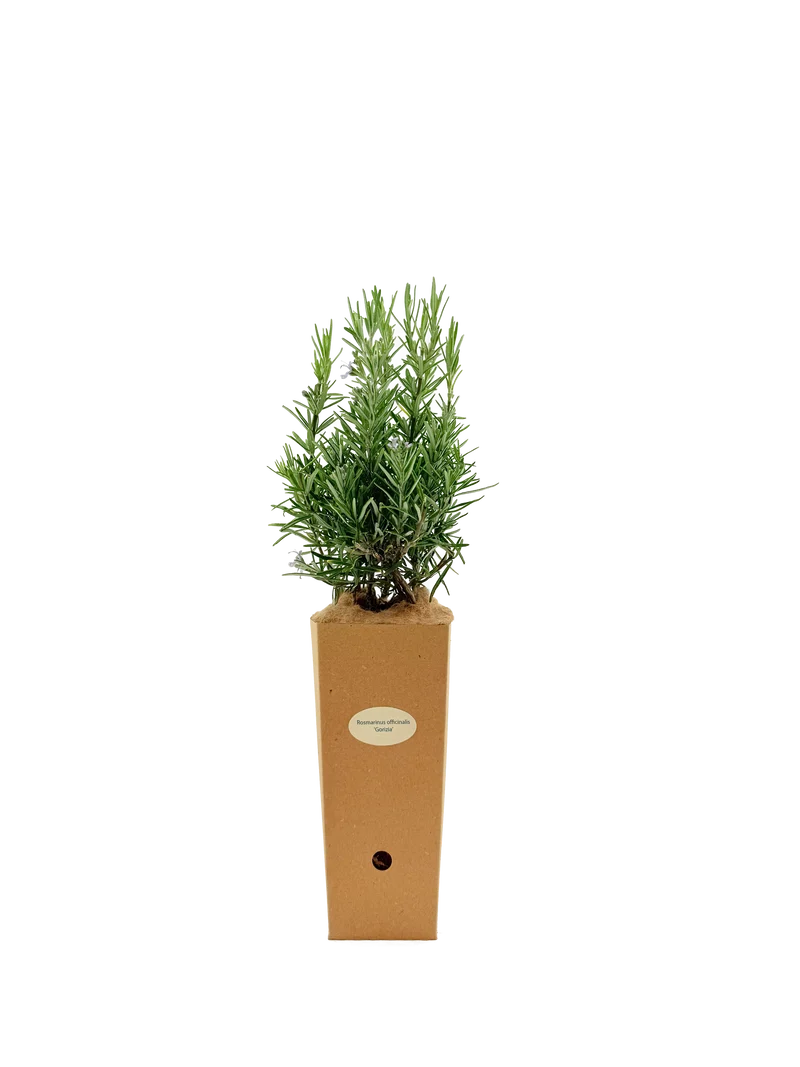 Rosmarinus officinalis 'Gorizia'