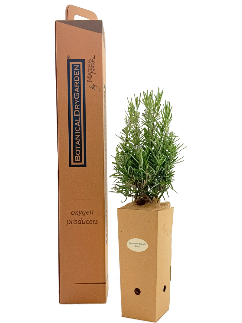Rosmarinus officinalis 'Gorizia'