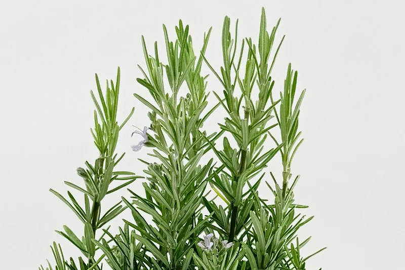 Rosmarinus officinalis 'Gorizia'