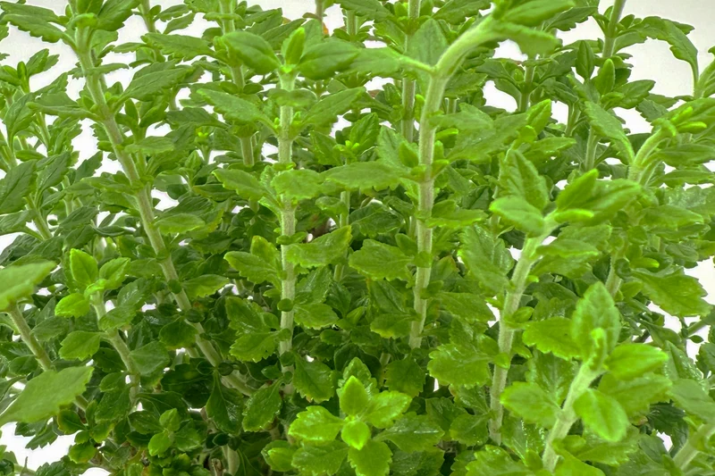 Teucrium lucidrys