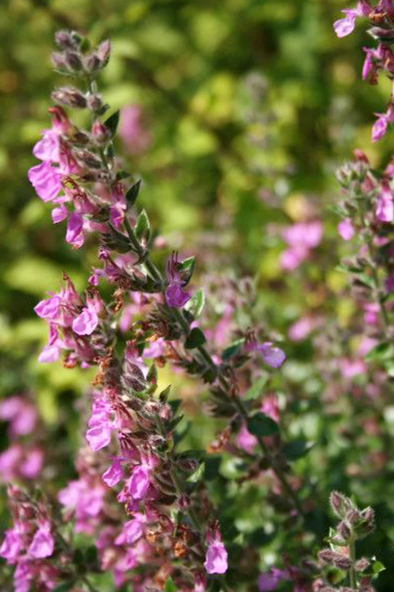 Teucrium lucidrys