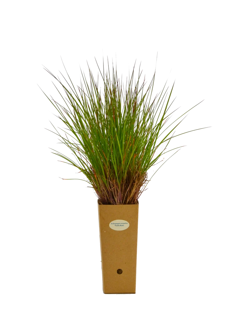 Andropogon scoparius ‘Prairie Blues’