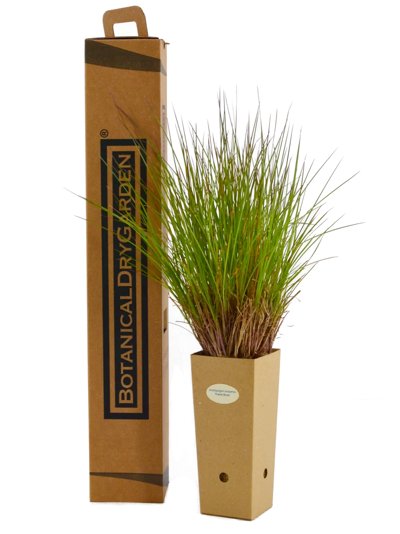 Andropogon scoparius ‘Prairie Blues’