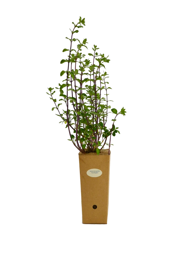 Salvia microphylla ‘Huntington’