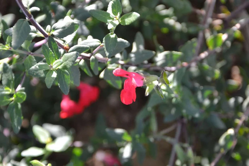 Salvia microphylla ‘Huntington’