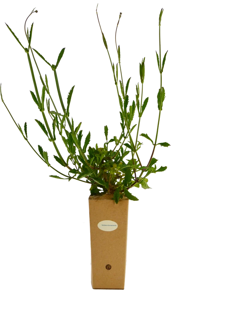 Verbena bonariensis