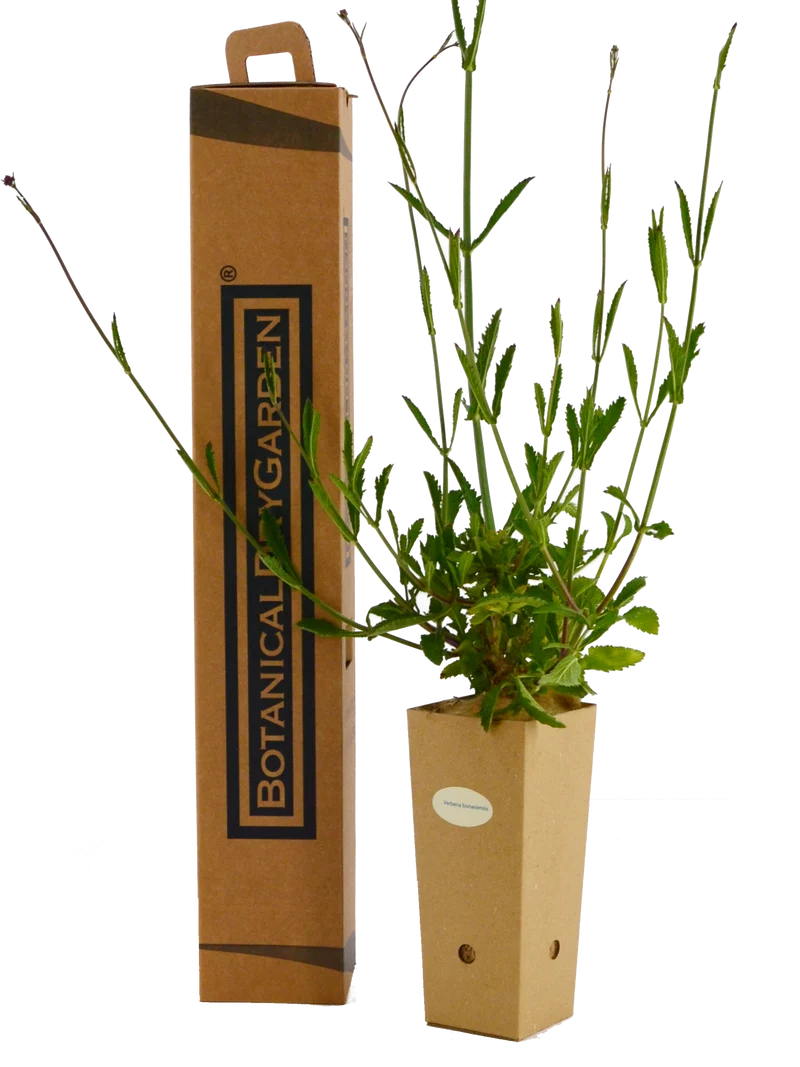 Verbena bonariensis