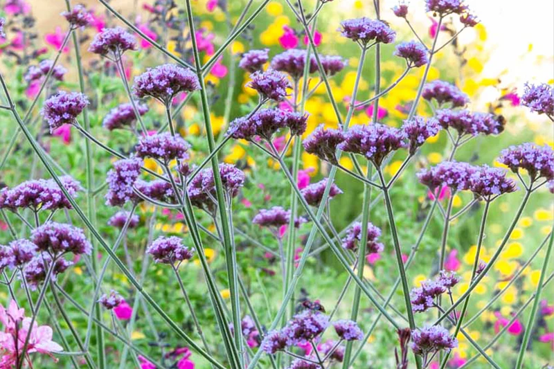 Verbena bonariensis