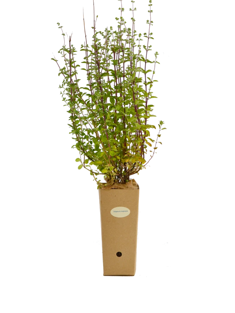 Origanum majorana